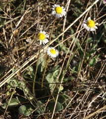 Bellis sylvestris