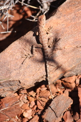 Ctenophorus caudicinctus