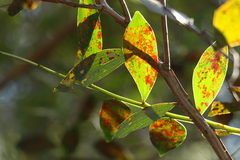 Acacia complanata