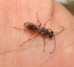 Auplopus mellipes