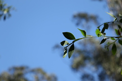Acacia complanata
