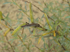 Chamaecytisus borysthenicus