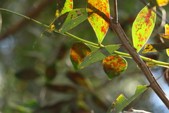 Acacia complanata