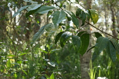 Melicope elleryana