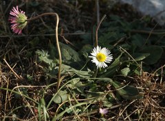 Bellis sylvestris