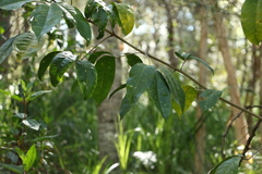 Melicope elleryana