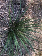 Dianella brevipedunculata