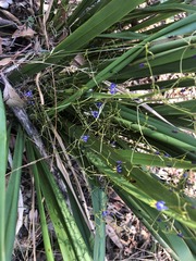 Dianella brevipedunculata