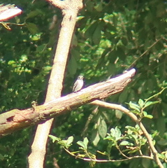 Muscicapa dauurica