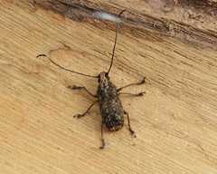 Phloeobius