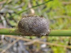 Opodiphthera eucalypti