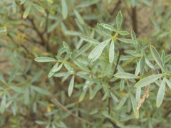 Chamaecytisus borysthenicus