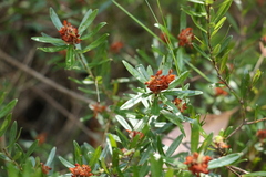 Pultenaea myrtoides