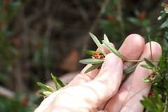 Pultenaea myrtoides