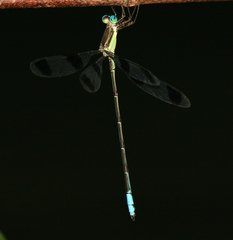 Orolestes octomaculatus