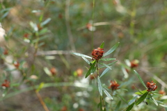 Pultenaea myrtoides