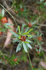 Pultenaea myrtoides