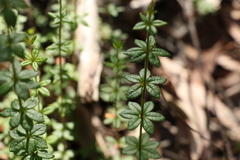 Tetratheca thymifolia