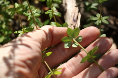 Tetratheca thymifolia