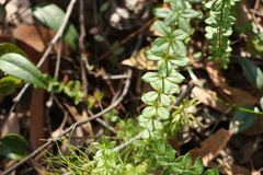Tetratheca thymifolia