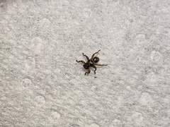 Lipoptena depressa