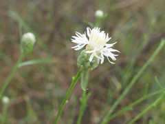 Centaurea breviceps