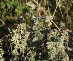 Teucrium capitatum capitatum