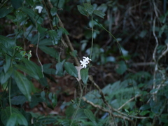 Jasminum flexile