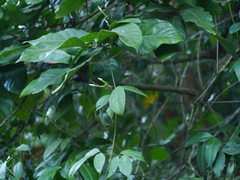 Jasminum flexile
