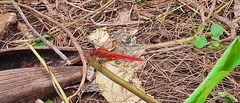 Crocothemis servilia