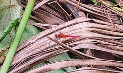 Crocothemis servilia