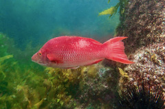 Bodianus unimaculatus