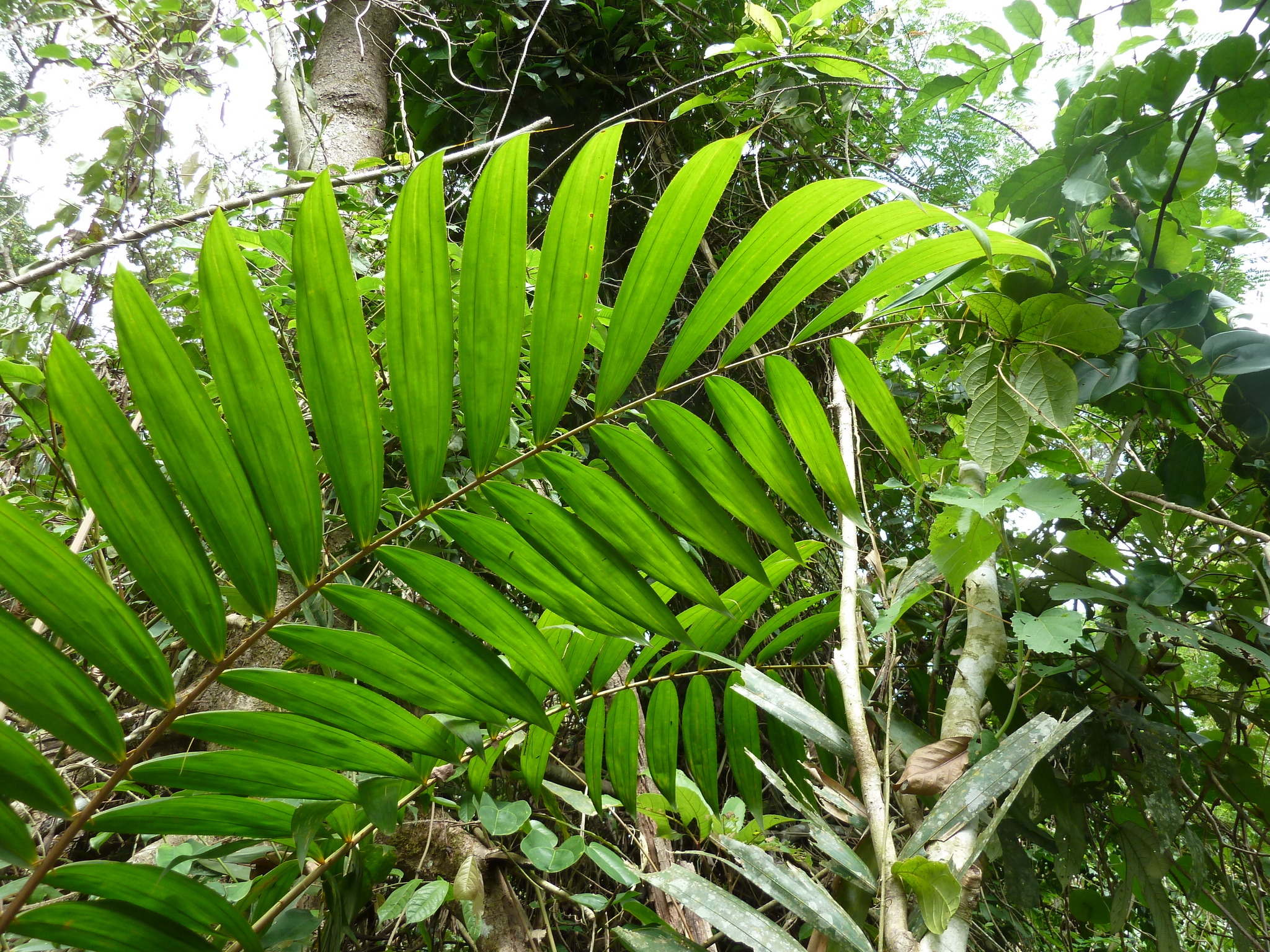 Laccosperma (G.Mann & H.Wendl.) Drude