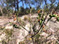 Acacia quadrilateralis