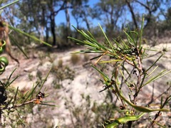 Acacia quadrilateralis