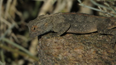 Agama anchietae