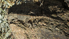 Agama anchietae