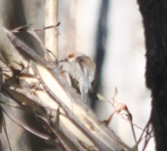 Climacteris erythrops