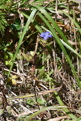 Gentiana scabra