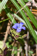 Gentiana scabra
