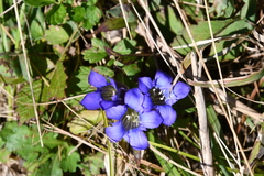 Gentiana scabra