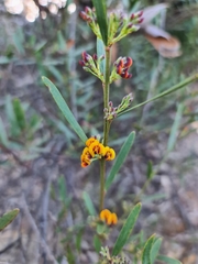 Daviesia leptophylla