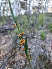 Daviesia leptophylla