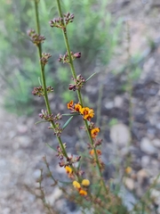 Daviesia leptophylla