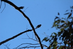 Cacomantis flabelliformis