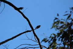 Cacomantis flabelliformis