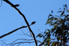 Cacomantis flabelliformis