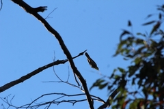 Cacomantis flabelliformis