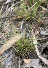 Eleocharis pusilla