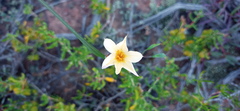 Moraea radians